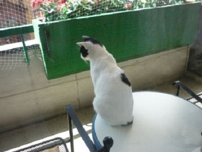 ../Images/Pedro auf dem Balkon.jpg